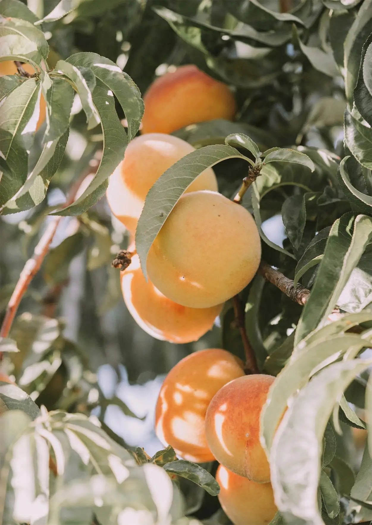 Tuscan Peach Serenade Print
